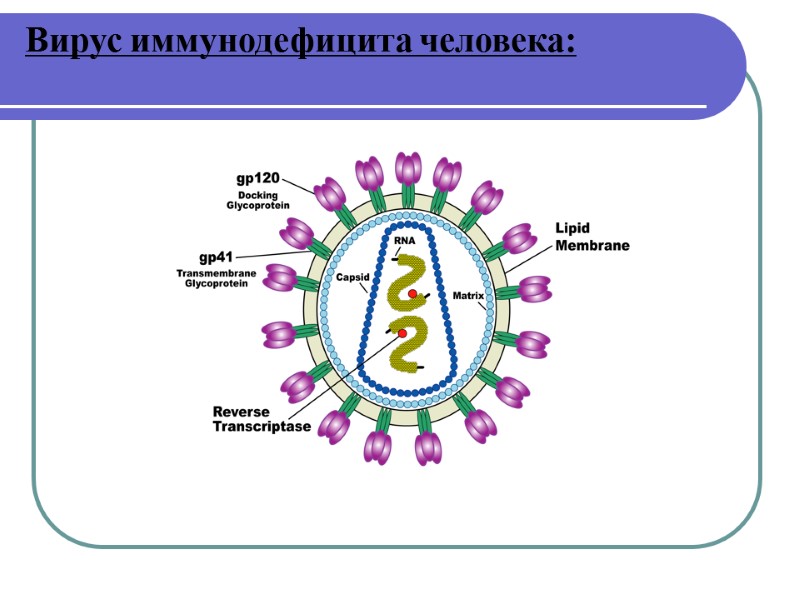Вирус иммунодефицита человека: